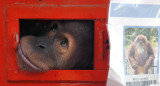 Tailandia devuelve a Indonesia tres orangutanes de contrabando. Foto: EFE.