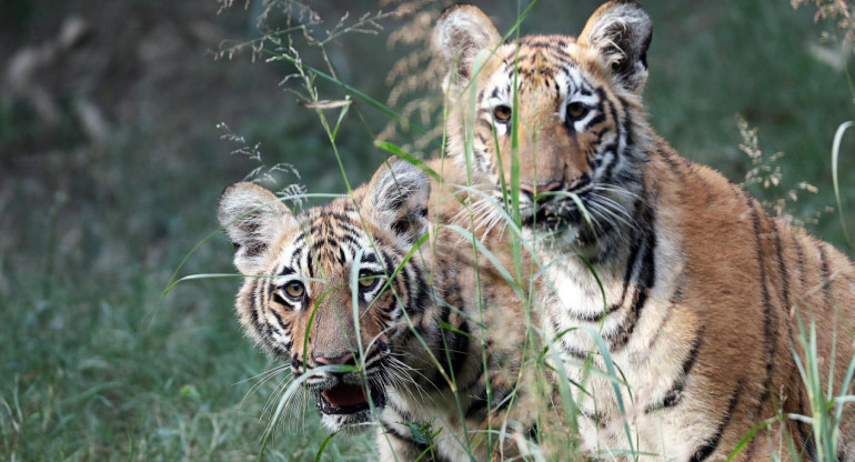 Los primeros 2 tigres de Bengala nacidos en cautiverio. Foto: EFE.
