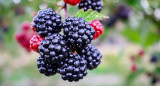 Moras. Foto Unsplash.