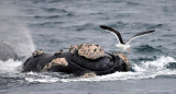 Ballenas atacadas por gaviotas. Foto: Télam.