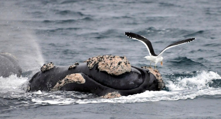 Ballenas atacadas por gaviotas. Foto: Télam.