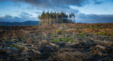 Crisis climática, deforestación. Foto: Unsplash