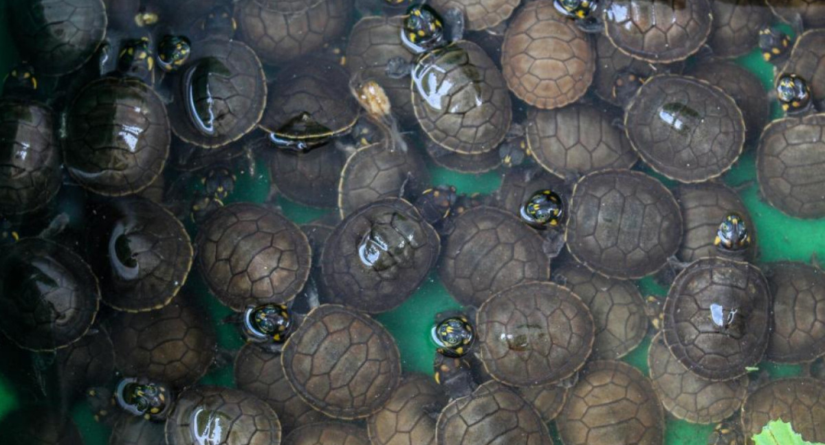 Tortugas del Amazonia. Foto: EFE