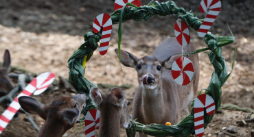 Animales del zoológico de Cali recibieron un delicioso banquete navideño. Foto: EFE