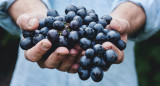 Vino, bebida alcohólica, uvas. Foto: Unsplash