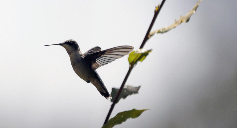 Santuario del colibrí. Foto EFE.