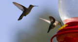 Santuario del colibrí. Foto EFE.