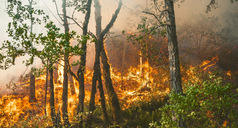 Incendios forestales. Imagen ilustrativa. Foto: Unsplash.