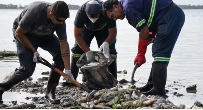 Aparecieron miles de peces muertos en Chascomús. Foto Municipalidad de Chascomús.