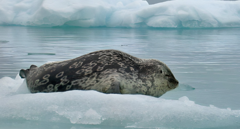 Descubrimiento de la foca Kangia. Foto: Greenland Institute of Natural Resources.