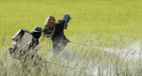 Uso de pesticidas. Foto: EFE