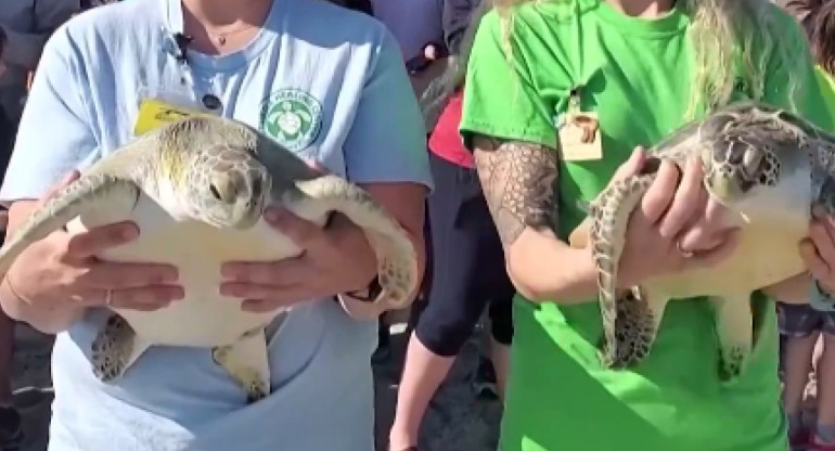 Leli y Gucci, las tortugas rescatadas en Florida. Foto: X.
