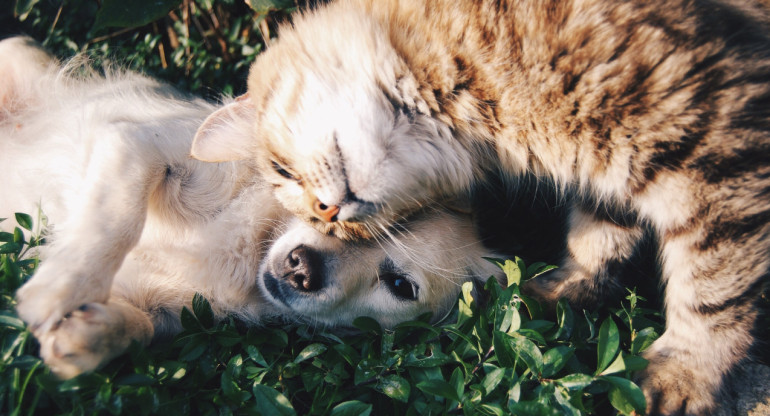 Perro y gato. Foto: Unsplash
