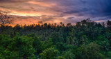Selva amazónica. Foto Unsplash.