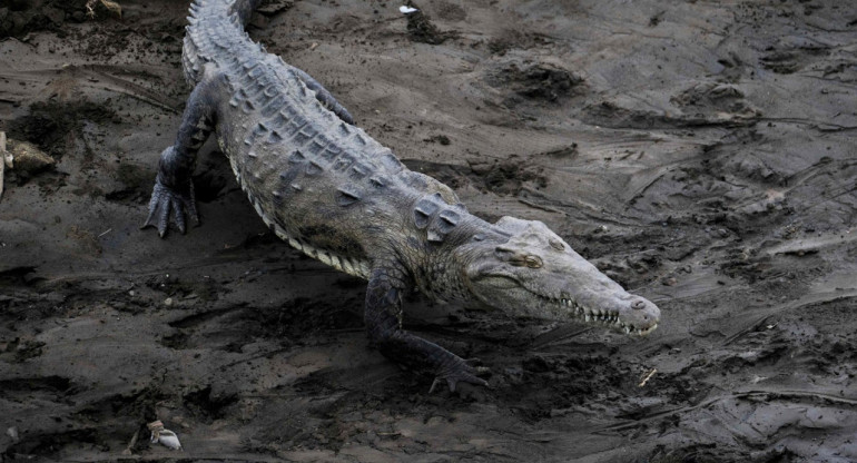 Alertan por la presencia de cocodrilos en las playas de México. Foto: EFE