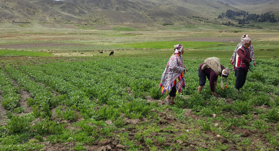 Zonas de agrobiodiversidad en Perú. Foto: X.