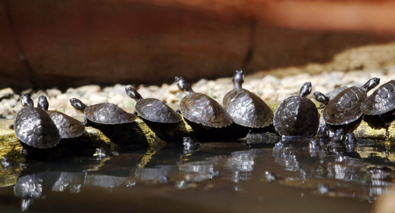 Tortugas de río. Foto: EFE