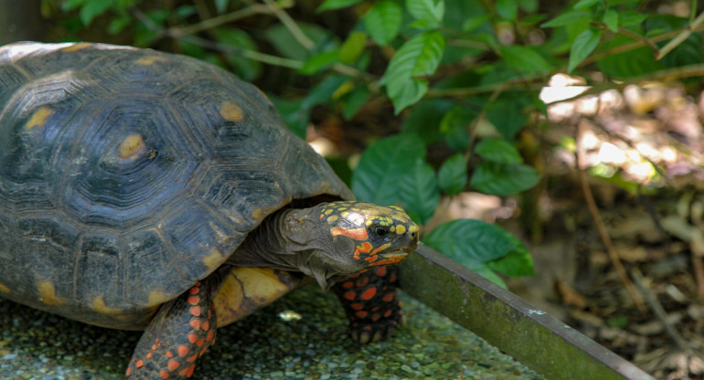 Tortuga. Foto: Unsplash.