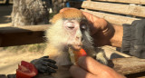 Zoológico de Rafah. Foto: Reuters.