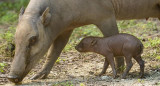 El histórico nacimiento de una babirusa. Foto: EFE