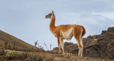 Guanaco. Foto Unsplash.