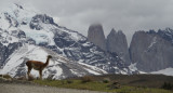 Guanaco. Foto Unsplash.