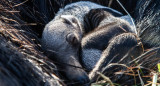 Nuevo ejemplar de oso hormiguero  gigantes en Corrientes. Foto: X/@RewildingArg