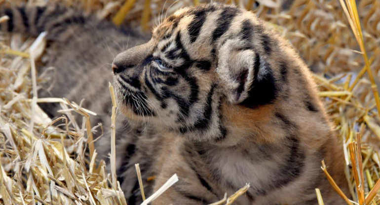 Tigresa de Sumatra nacida en Roma, Italia. Foto: EFE.
