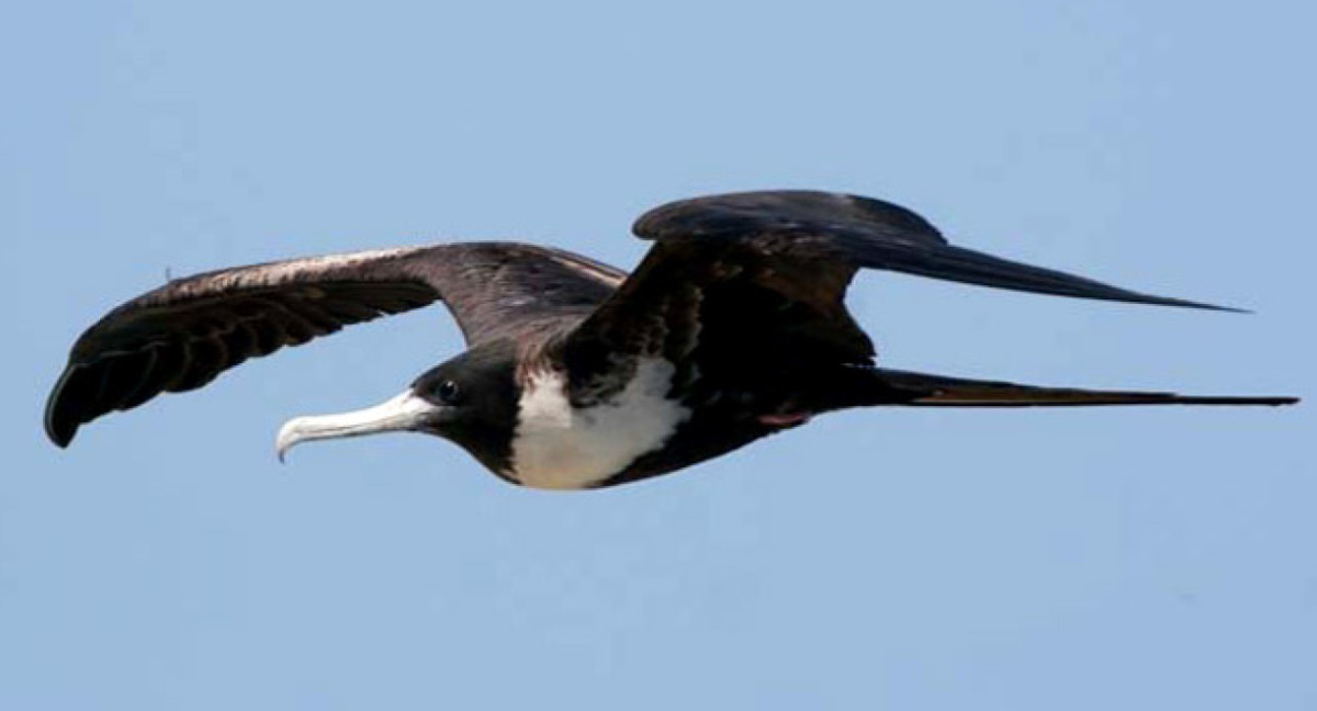 Águila blanca y negra. Foto: Aves de Perú.