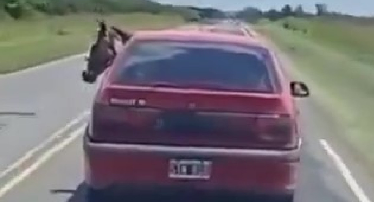 Un conductor llevó un caballo en el asiento trasero de su auto. Foto: Captura de pantalla.
