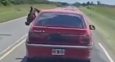 Un conductor llevó un caballo en el asiento trasero de su auto. Foto: Captura de pantalla.