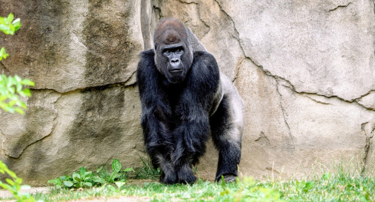 Gorila. Foto Unsplash.