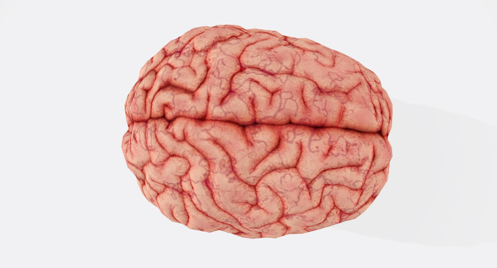 Cerebro. Foto Unsplash.