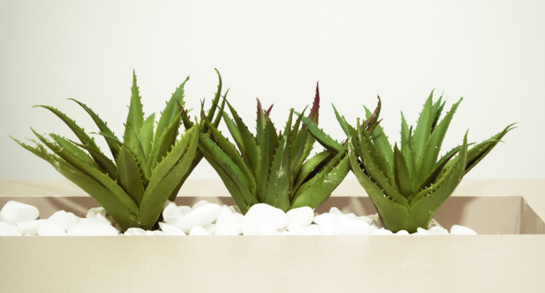 Aloe vera. Foto: Pexels