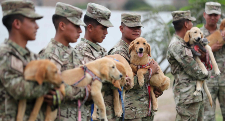 Los perros que salvarán a víctimas de un terremoto e inundaciones en Perú. Foto: EFE