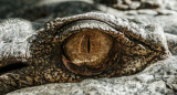 Reptil, cocodrilo, animales. Foto: Unsplash