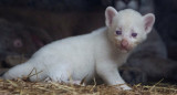 Puma albino. Foto: Twitter