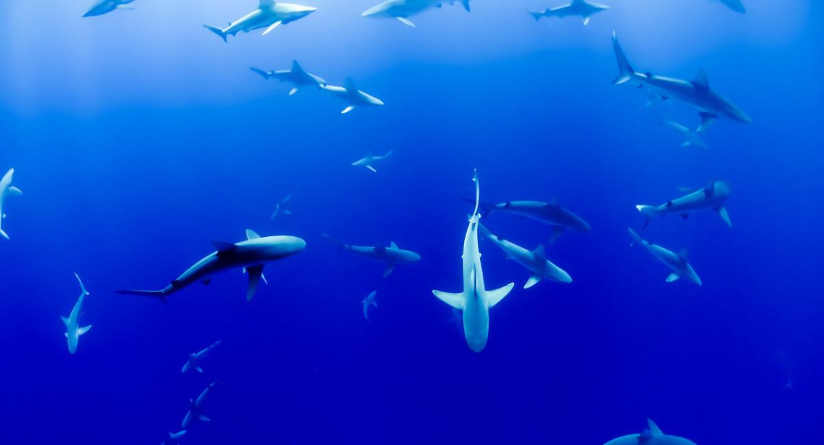 Tiburones. Foto: Unsplash