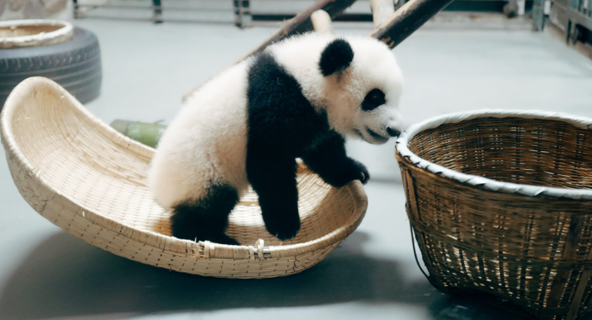 Panda bebé. Foto Unsplash.