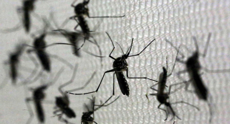 Dengue. Foto: Reuters.