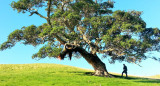 Árbol. Foto: Unsplash