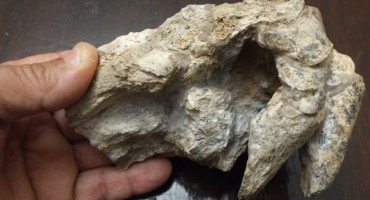 Descubren restos de un animales que vivió hace millones de años en Argentina. Foto: X