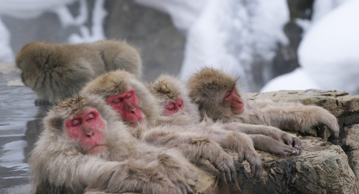 Macacos japoneses. Foto: EFE