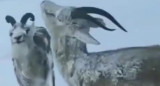 Animales congelados en Noruega. Foto: Captura de pantalla.