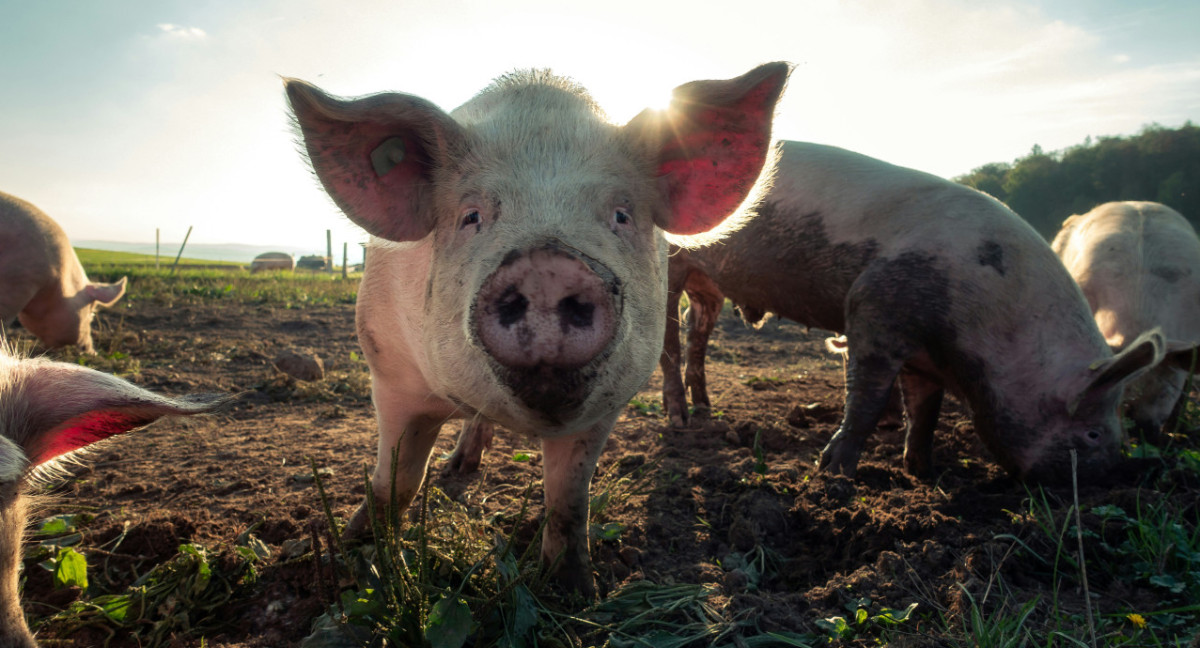 Animales, chanchos. Foto: Unsplash