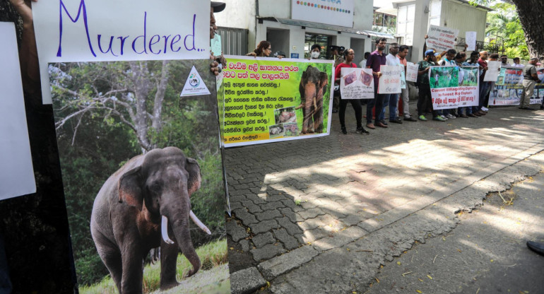 Protesta en Sri Lanka para proteger a los elefantes. Foto: EFE.
