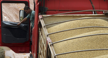 Cultivos de soja. Foto: Reuters.