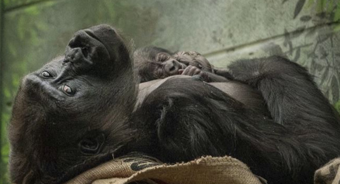 Bebé gorila. Foto: Reuters