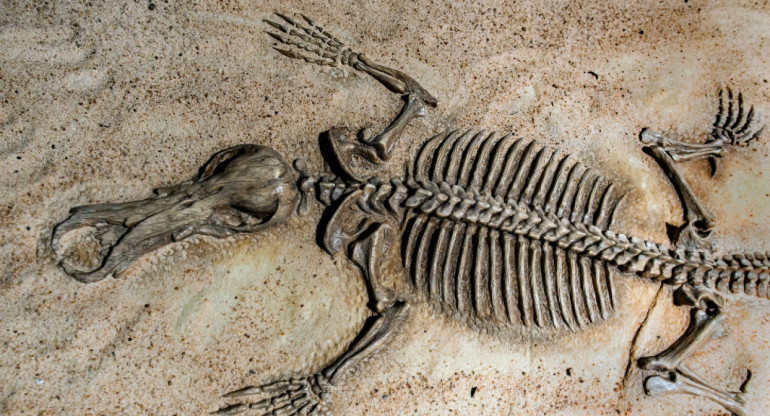 Fosil descubierto en Brasil. Foto: Unplash