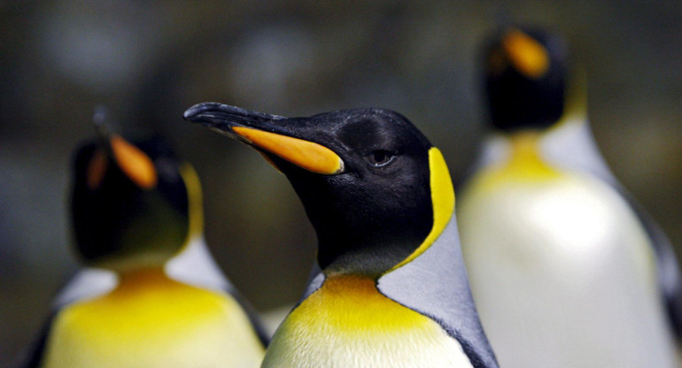 Pingüinos emperador. Foto: EFE